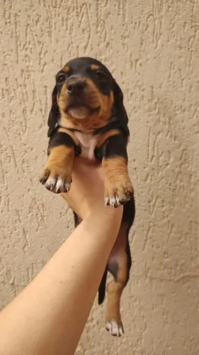 Salsicha dachshund 