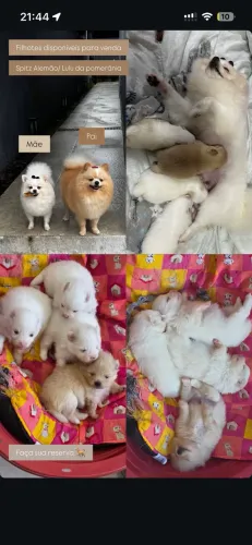 Filhotes disponíveis para venda (spitz alemão/lulu da pomerania 