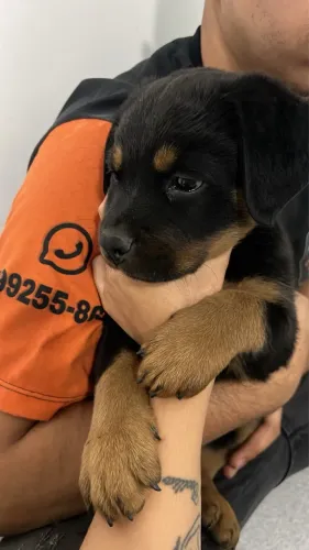 Filhote de rottweiler