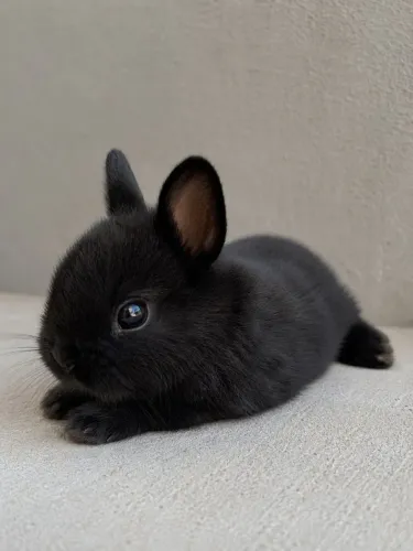Coelho Mini anão bebê 