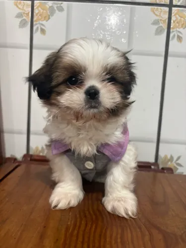 Shihtzu macho vacinado Promopet