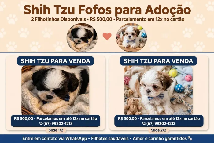Shihtzu macho