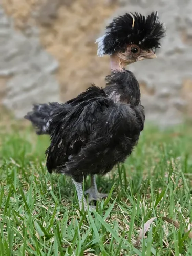 Pintinho de Polonesa