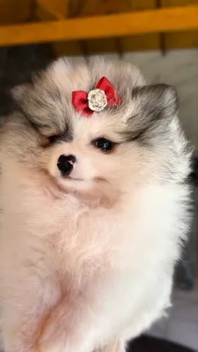 Spitz Alemão/ Lulu da Pomerania até 10X SEM JUROS 
