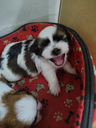 Cachorro