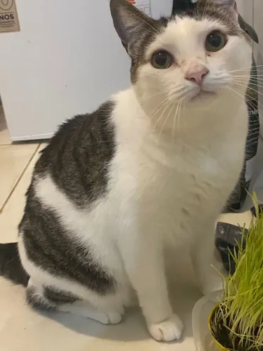 Gatos Dóceis para Adoção Responsáveis. 