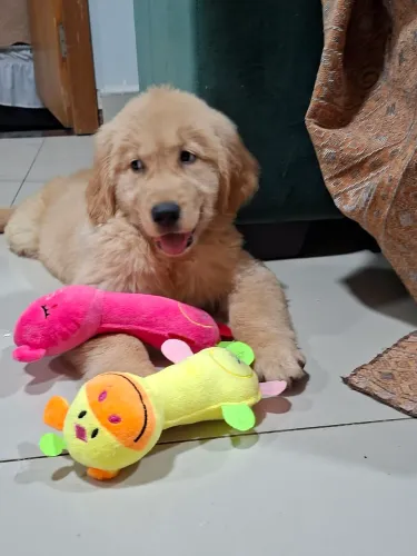 Filhotinho Golden Retriever