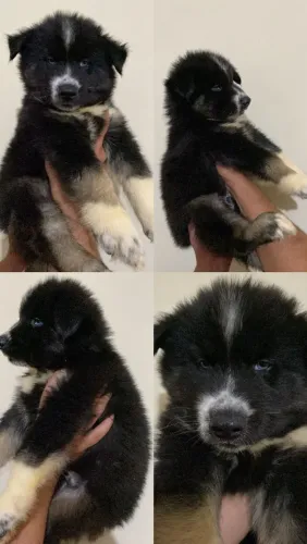 Filhote de husky siberiano 