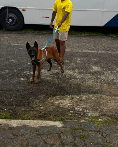 Pastor de Malinois