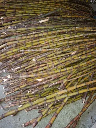 Cana de açúcar para caldo de cana / melado 