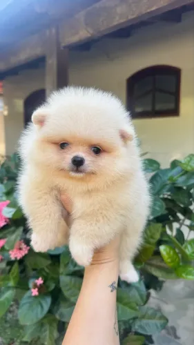 Spitz Alemão 
