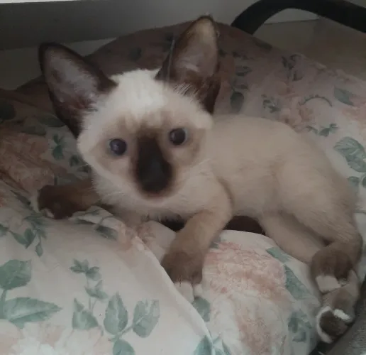 Gato filhote siamês pra adoção 