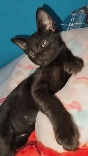 Doando gatinha fêmea preta super dócil adestrada
