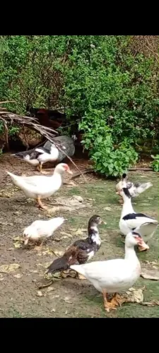 Vendo pato.