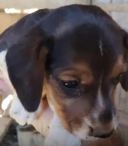 Beagle lindo macho 