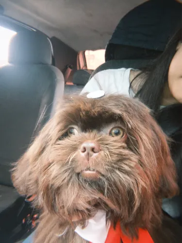Shihtzu em busca de uma namorada