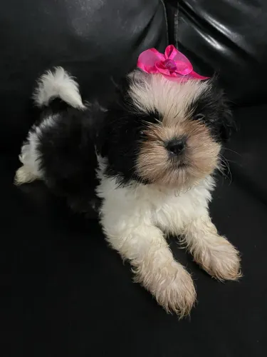 Filhote fêmea shih tzu