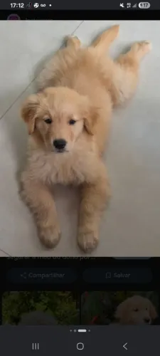 Filhote de Golden