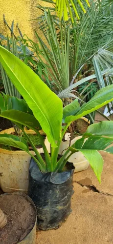 Muda de Ravenala