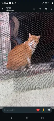 doa se gato macho castrado 1 ano idade