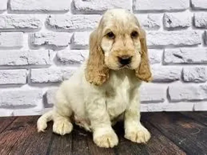 cocker gosta de atenção