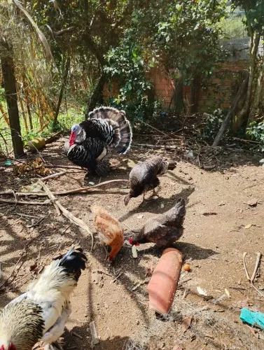 Casal peru