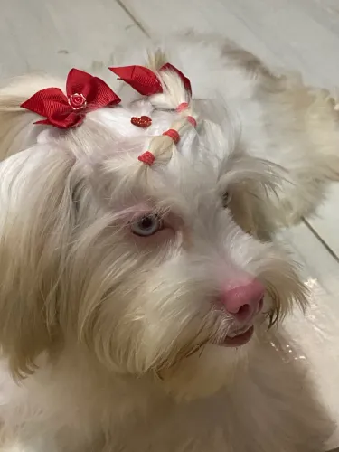 Lhasa albina