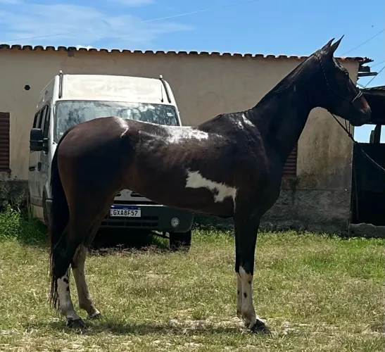 Égua pampa marcha de centro pra picada a venda