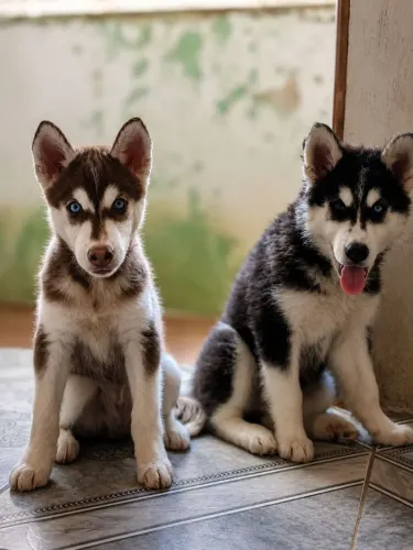 Husky siberiano