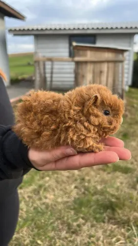 Porquinhos da índia texel