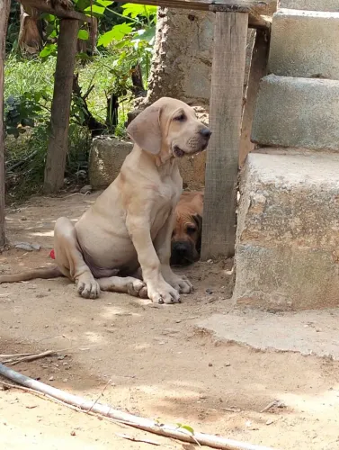 Vendo lindos filhotes de fila Brasileiro puro 