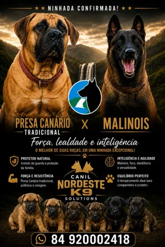 BANDOG, PRESA CANARIO TRADICIONAL, MALINOIS.