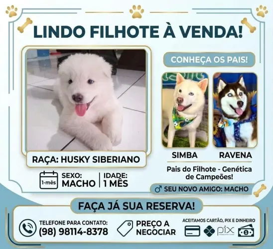 Filhote huscy siberiano