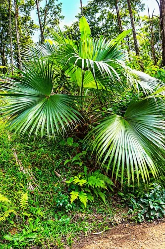 Palmeira natural para jardim ?