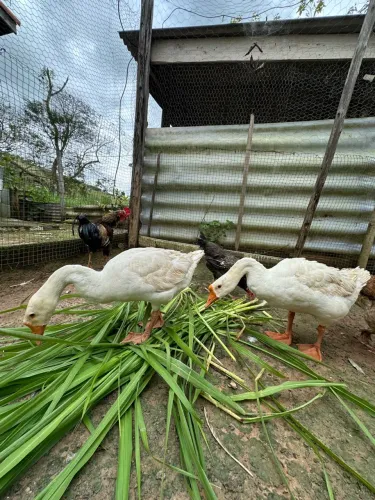 Casal de ganso