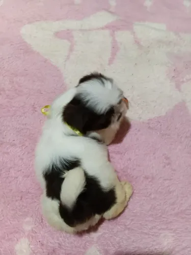 Vendo lindo filhote lhasa apso