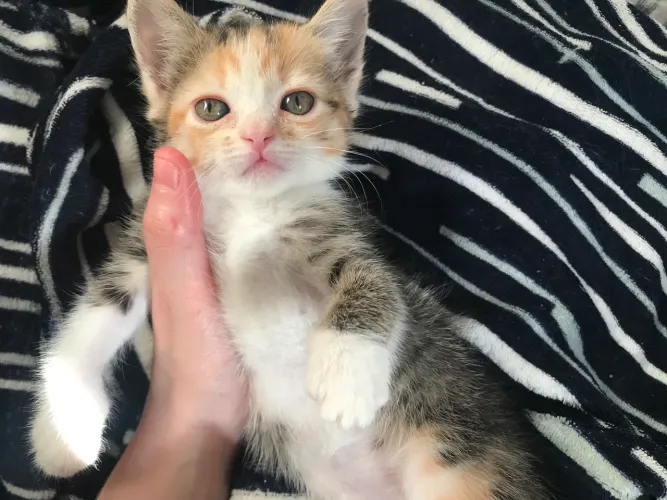 Gata peluda para adoção