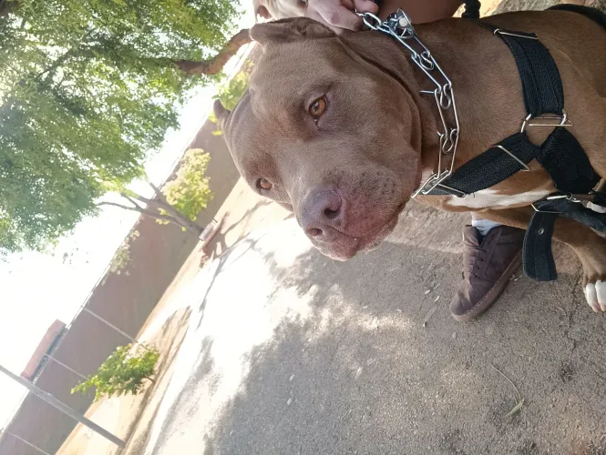 Pitbull disponível para cruza