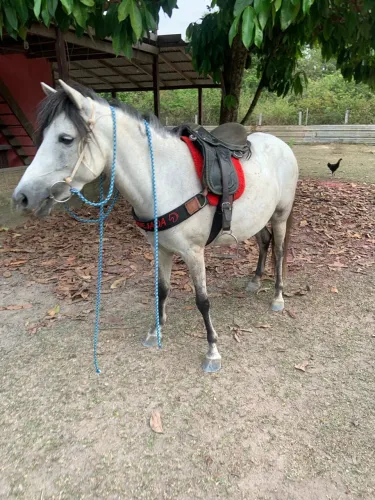 Vendo égua boa de trabalho 
