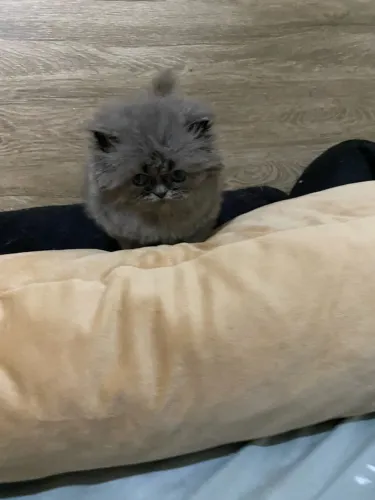Filhotes de gato persa puríssimos - com pedegree opcional - não somos criadores