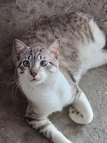 Doa-se um gatinho 