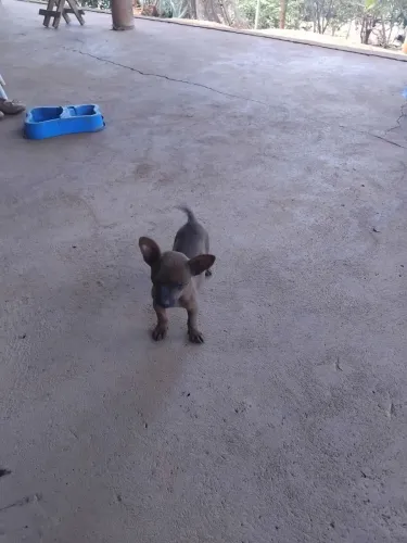 Filhote pinscher n 1 macho