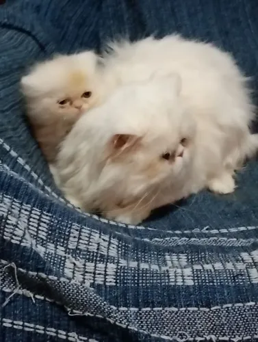 Lindo gato persa macho com 60 dias rasa pura