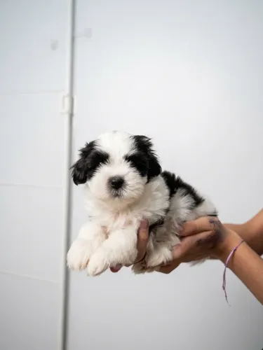Shitzu macho - shihtzu