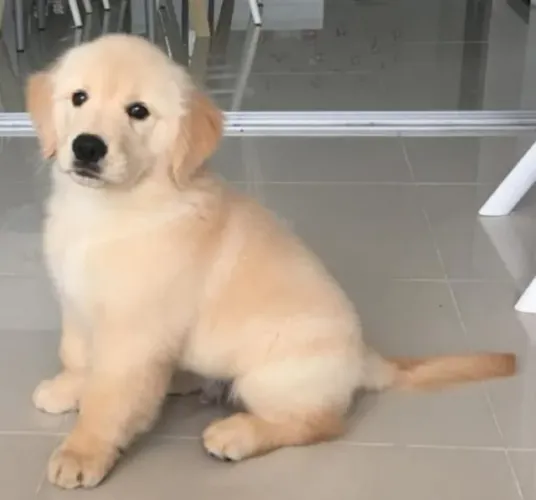 Filhotes de Golden retriever | Patinhas que levam amor por onde passam.