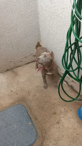 Vende se um filhote de Pit moster 4 meses