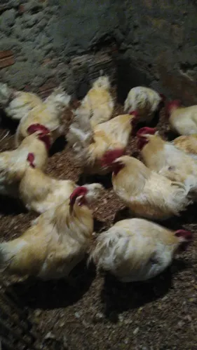 Galinhas e galos caipira melhorado