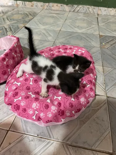 Gatinhos para adoção