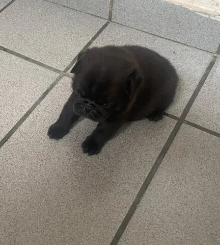 Filhote pug