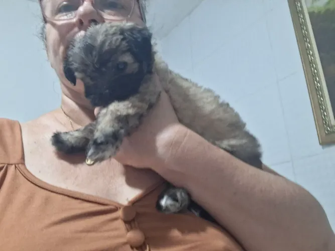 Filhote de cachorro